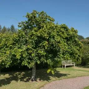 Medlar Tree - Nottingham (Mespilus germanica 'Nottingham') 2